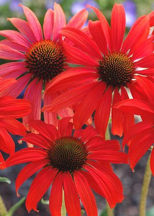 Image of Echinacea 'Tomato Soup' PP 19,427|Terra Nova Nurseries, OR|Terra Nova Nurseries