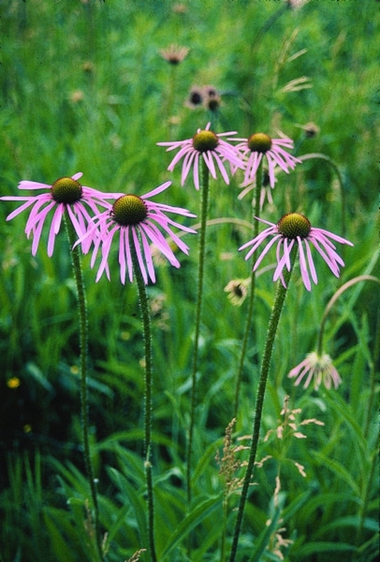 Image of Echinacea angustifolia|Prairie Nsy, WI|