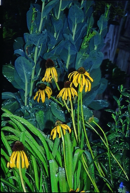 Image of Echinacea paradoxa|Juniper Level Botanic Gdn, NC|JLBG