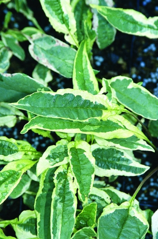 Image of Echinacea purpurea 'Prairie Frost'|Juniper Level Botanic Gdn, NC|JLBG