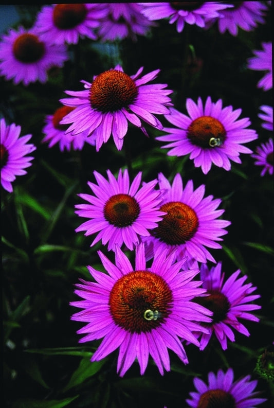 Image of Echinacea purpurea 'Ruby Giant'|Juniper Level Botanic Gdn, NC|JLBG