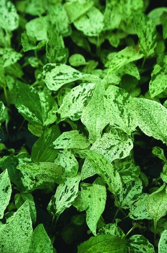 Image of Echinacea purpurea 'Sparkler' PP 17,298|Terra Nova Nurseries, OR|