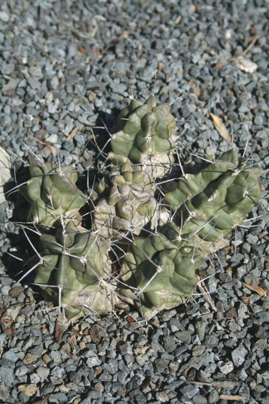 Image of Echinocereus triglochidiatus Alpine TX Form|Juniper Level Botanic Gdn, NC|JLBG