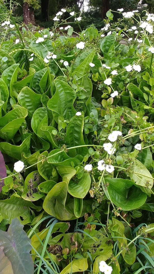 Image of Echinodorus bracteatus 'Lantau Lady'|Juniper Level Botanic Gdn, NC|JLBG