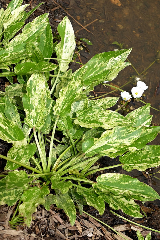 Image of Echinodorus cordifolius 'Tropica Marble Queen'|Juniper Level Botanic Gdn, NC|JLBG