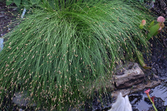 Image of Eleocharis tuberculosa 'Maple Hill'||