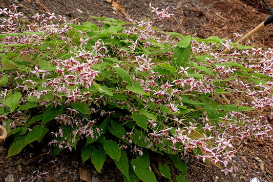 Image of Epimedium 'Cosmic Stars'|Juniper Level Botanic Gdn, NC|