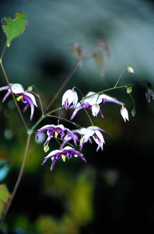 Image of Epimedium 'Eco Select'|Juniper Level Botanic Gdn, NC|JLBG