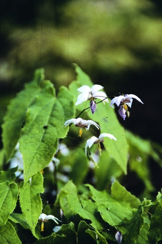 Image of Epimedium 'Enchantress'taken at Juniper Level Botanic Gdn, NC by JLBG