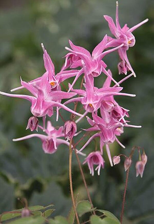 Image of Epimedium 'Flamingo Dancer'|Juniper Level Botanic Gdn, NC|JLBG