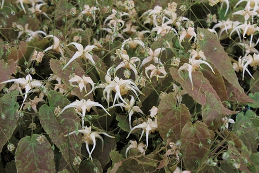 Image of Epimedium 'Flower Power'|Juniper Level Botanic Gdn, NC|JLBG