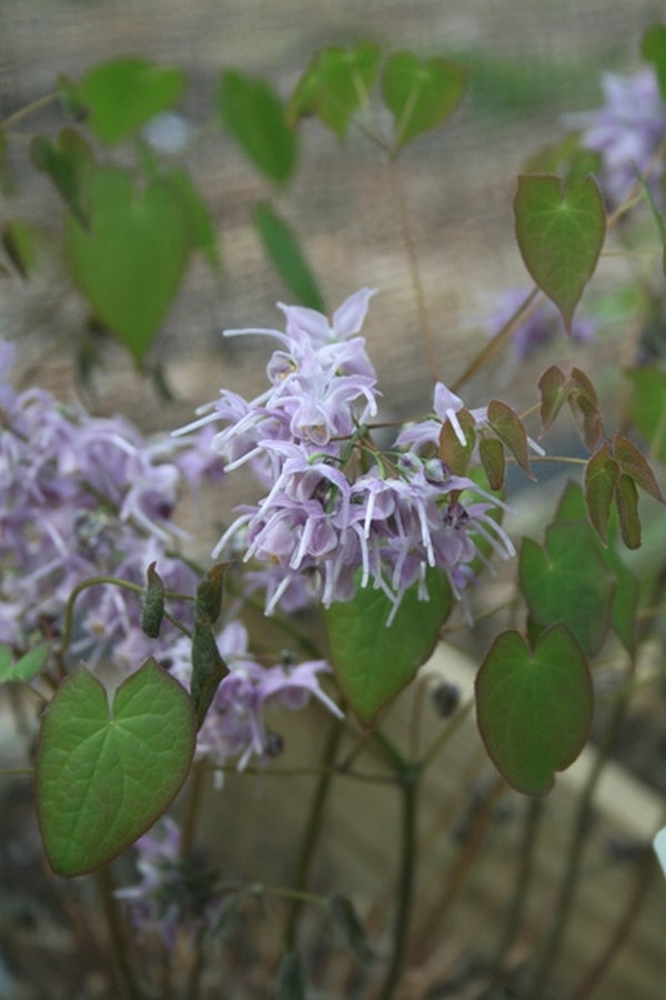 Learn about Epimedium 'Lilac Cascade' | Lilac Cascade Fairy Wings ...