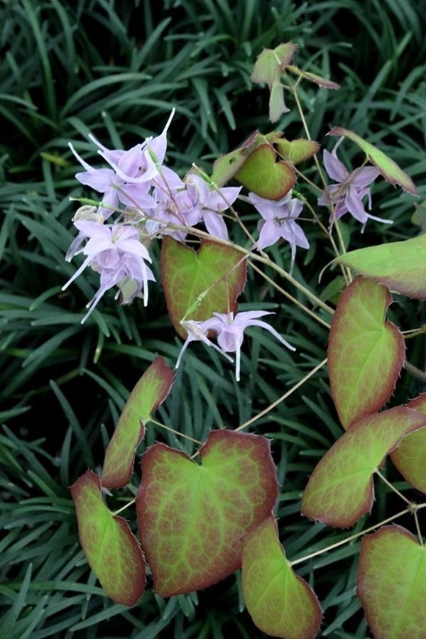 Image of Epimedium 'Lilac Cascade'||