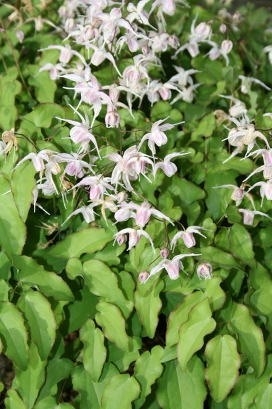 Image of Epimedium 'Making Waves'|Juniper Level Botanic Gdn, NC|JLBG