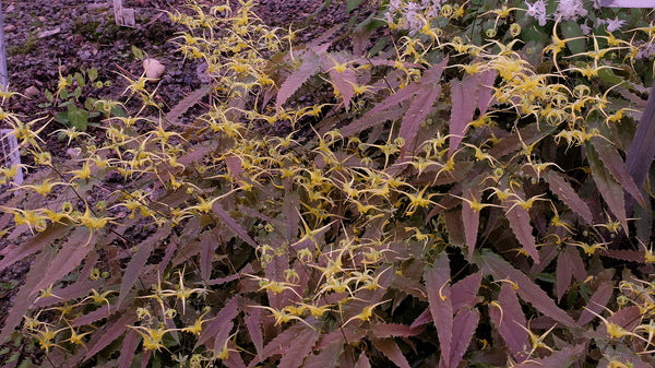 Image of Epimedium 'Ninja Stars' PP 29,744taken at Juniper Level Botanic Gdn, NC by JLBG