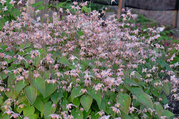 Image of Epimedium 'Peachie'taken at Juniper Level Botanic Gdn, NC by JLBG