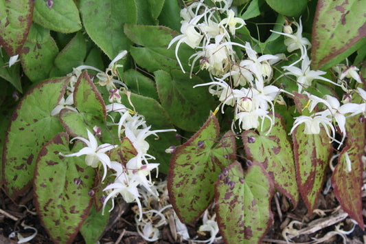 Image of Epimedium 'Picture Frame'|Juniper Level Botanic Gdn, NC|JLBG