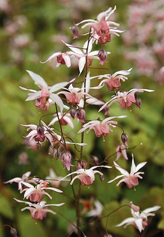 Image of Epimedium 'Pink Elf' PP 17,228|Juniper Level Botanic Gdn, NC|JLBG
