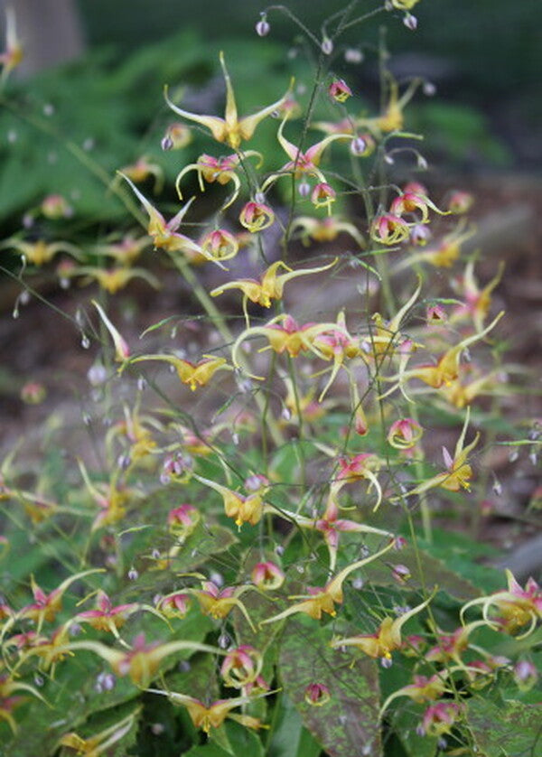 Image of Epimedium 'Spritzer'taken at Juniper Level Botanic Gdn, NC by JLBG