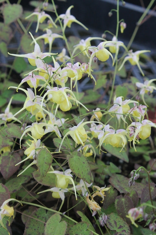 Image of Epimedium 'Sunshowers'||