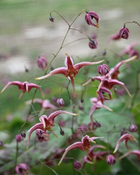 Image of Epimedium 'William Stearn'|Juniper Level Botanic Gdn, NC|JLBG