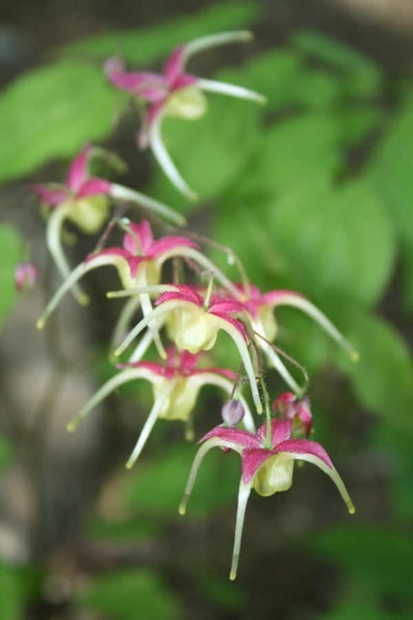 Image of Epimedium 'Yokihi'|Juniper Level Botanic Gdn, NC|JLBG