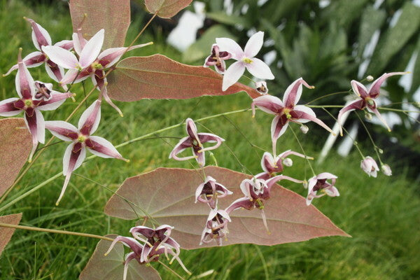 Image of Epimedium acuminatum 'Ruby Shan'|Juniper Level Botanic Gdn, NC|JLBG