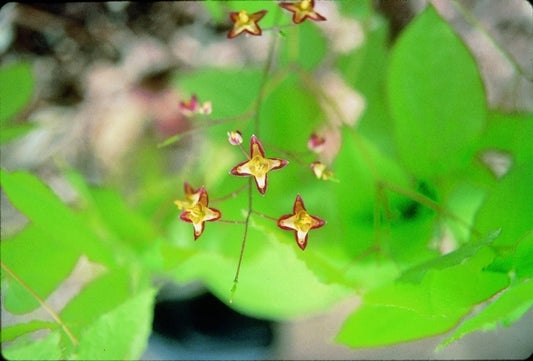 Image of Epimedium alpinum 'Shrimp Girl'|D. Probst Gdn, MA|