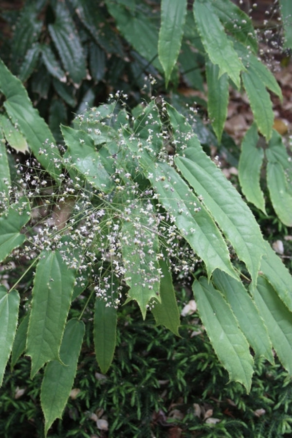 Image of Epimedium baieali-guizhouense|Juniper Level Botanic Gdn, NC|JLBG