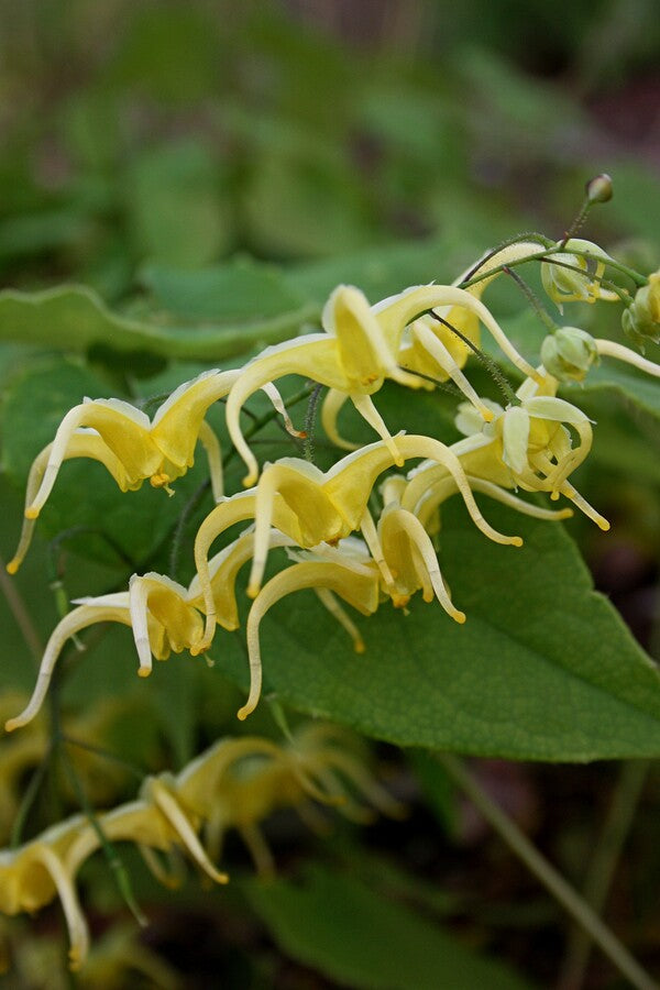 Image of Epimedium baojingense|Juniper Level Botanic Gdn, NC|