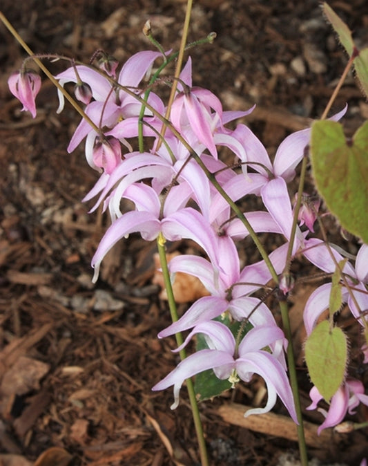 Image of Epimedium brachyrrhizum 'Pink Angels'|Juniper Level Botanic Gdn, NC|JLBG