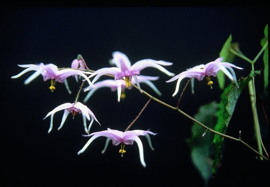 Image of Epimedium brachyrrhizum|D. Probst Gdn, MA|D. Probst