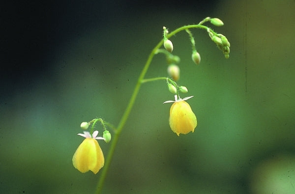 Image of Epimedium campanulatum|D. Probst Gdn, MA|D. Probst