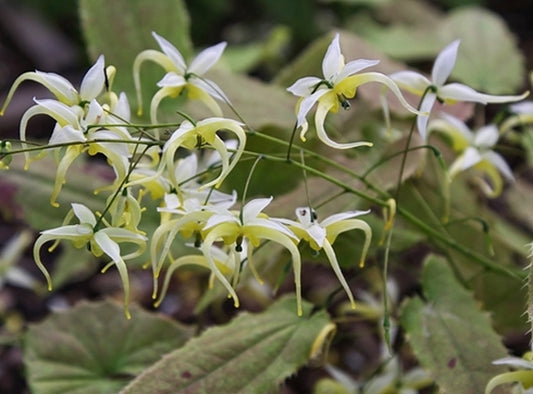 Image of Epimedium chlorandrum 'Sichuan Spider'|Juniper Level Botanic Gdn, NC|JLBG