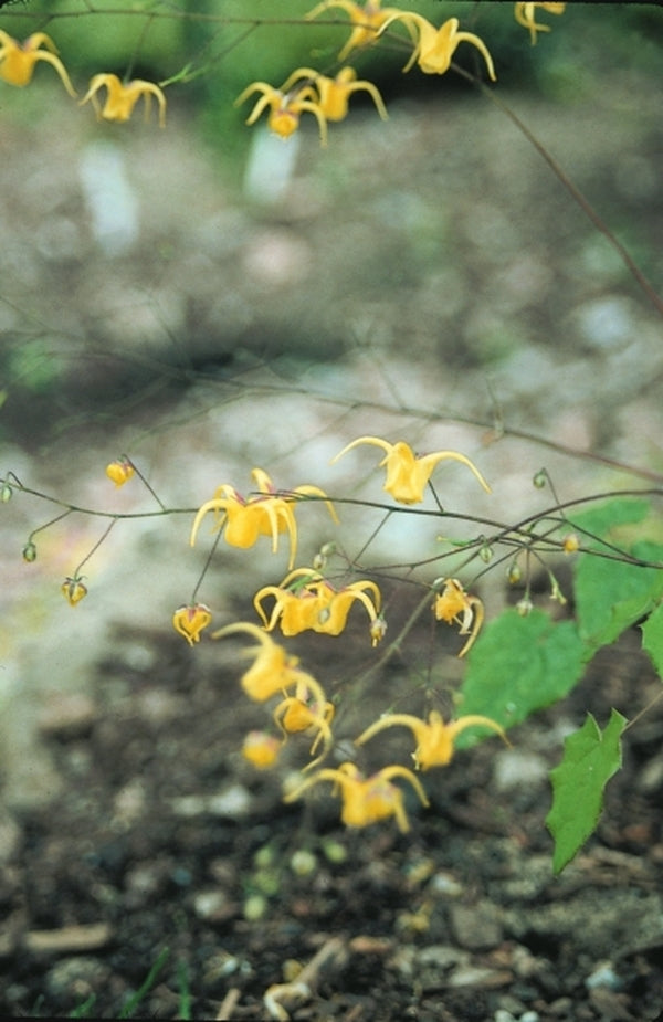 Image of Epimedium davidii|Juniper Level Botanic Gdn, NC|JLBG