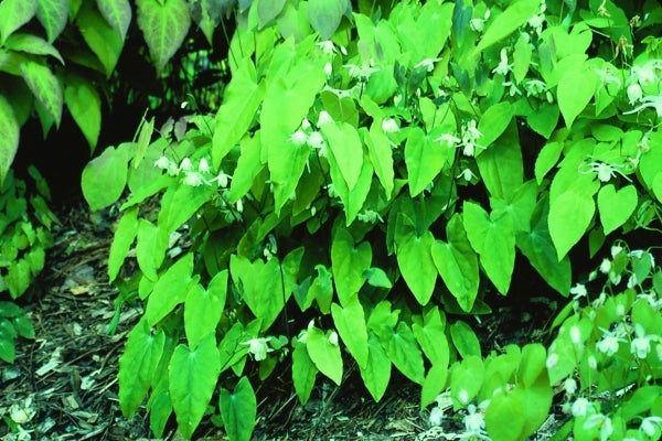 Image of Epimedium diphyllum Large Leaf Formtaken at D. Probst Gdn, MA by D. Probst