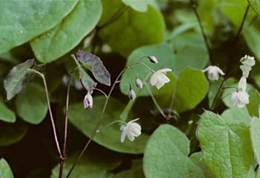 Image of Epimedium diphyllum 'Roseum'taken at D. Probst Gdn, MA by D. Probst