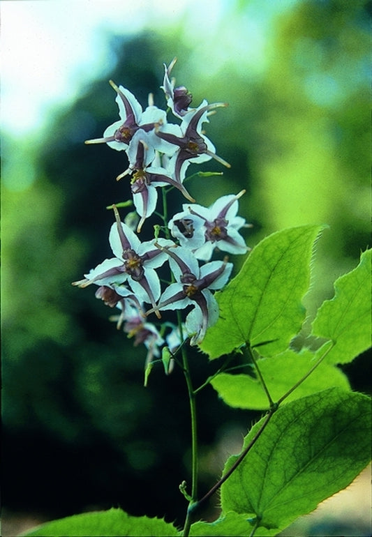 Image of Epimedium epsteinii|D. Probst Gdn, MA|D. Probst