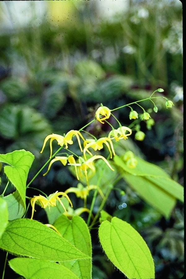 Image of Epimedium franchetii|Juniper Level Botanic Gdn, NC|JLBG