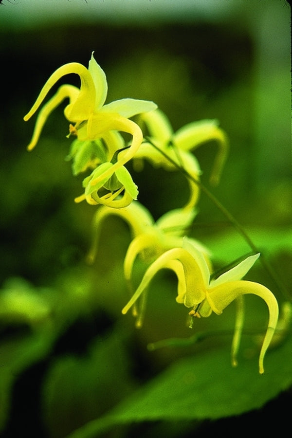 Image of Epimedium franchetii|Juniper Level Botanic Gdn, NC|JLBG