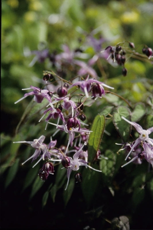 Image of Epimedium grandiflorum 'Lavender Lady'|Juniper Level Botanic Gdn, NC|JLBG