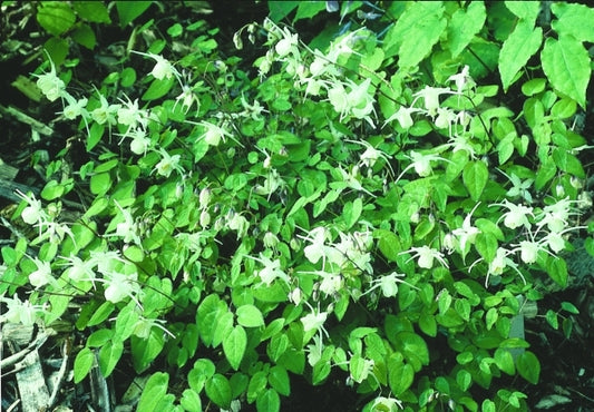 Image of Epimedium grandiflorum 'Nanum'|D. Probst Gdn, MA|D. Probst