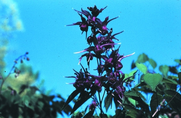 Image of Epimedium grandiflorum 'Purple Prince'|D. Probst Gdn, MA|D. Probst