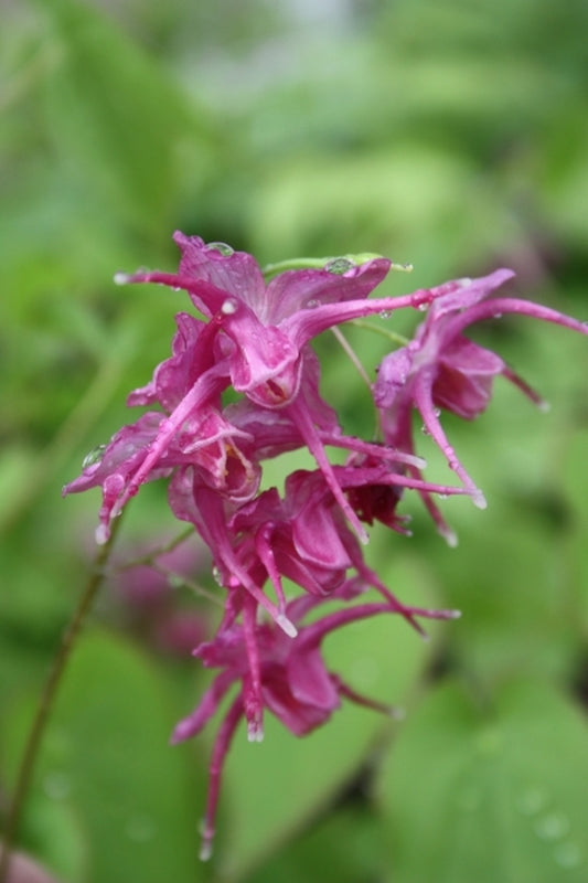 Image of Epimedium grandiflorum 'Red Queen'|Juniper Level Botanic Gdn, NC|JLBG