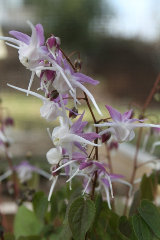Image of Epimedium grandiflorum 'Tama-no-gempei'|Juniper Level Botanic Gdn, NC|JLBG
