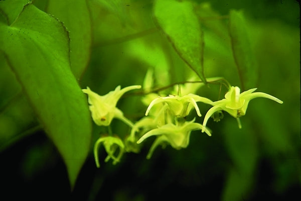 Image of Epimedium grandiflorum f. flavescens 'La Rocaille'|Juniper Level Botanic Gdn, NC|JLBG