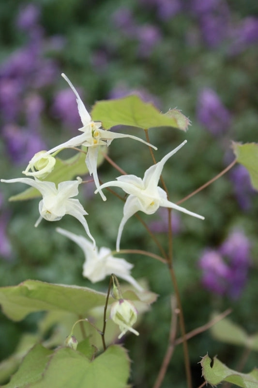 Image of Epimedium grandiflorum f. flavescens 'La Rocaille'|Juniper Level Botanic Gdn, NC|JLBG
