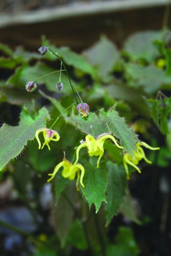 Image of Epimedium hunanense|Juniper Level Botanic Gdn, NC|JLBG