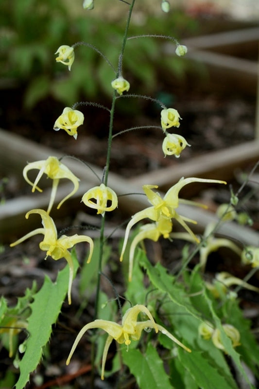 Image of Epimedium ilicifolium|Juniper Level Botanic Gdn, NC|JLBG