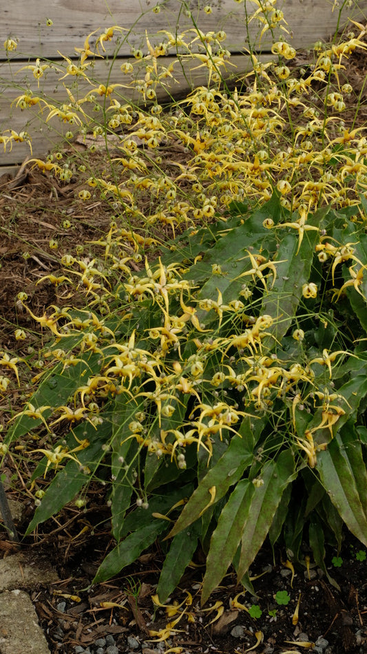 Image of Epimedium jinchengshanense 'Caramel'taken at Juniper Level Botanic Gdn, NC by JLBG
